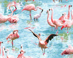 Fantastic Flamingos  Fabric